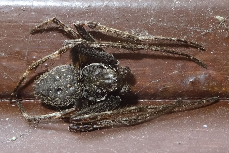 Nuctenea umbratica - Comano Terme (TN)